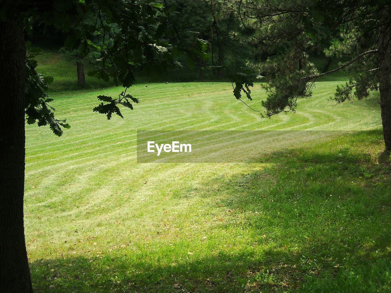 TREES ON FIELD