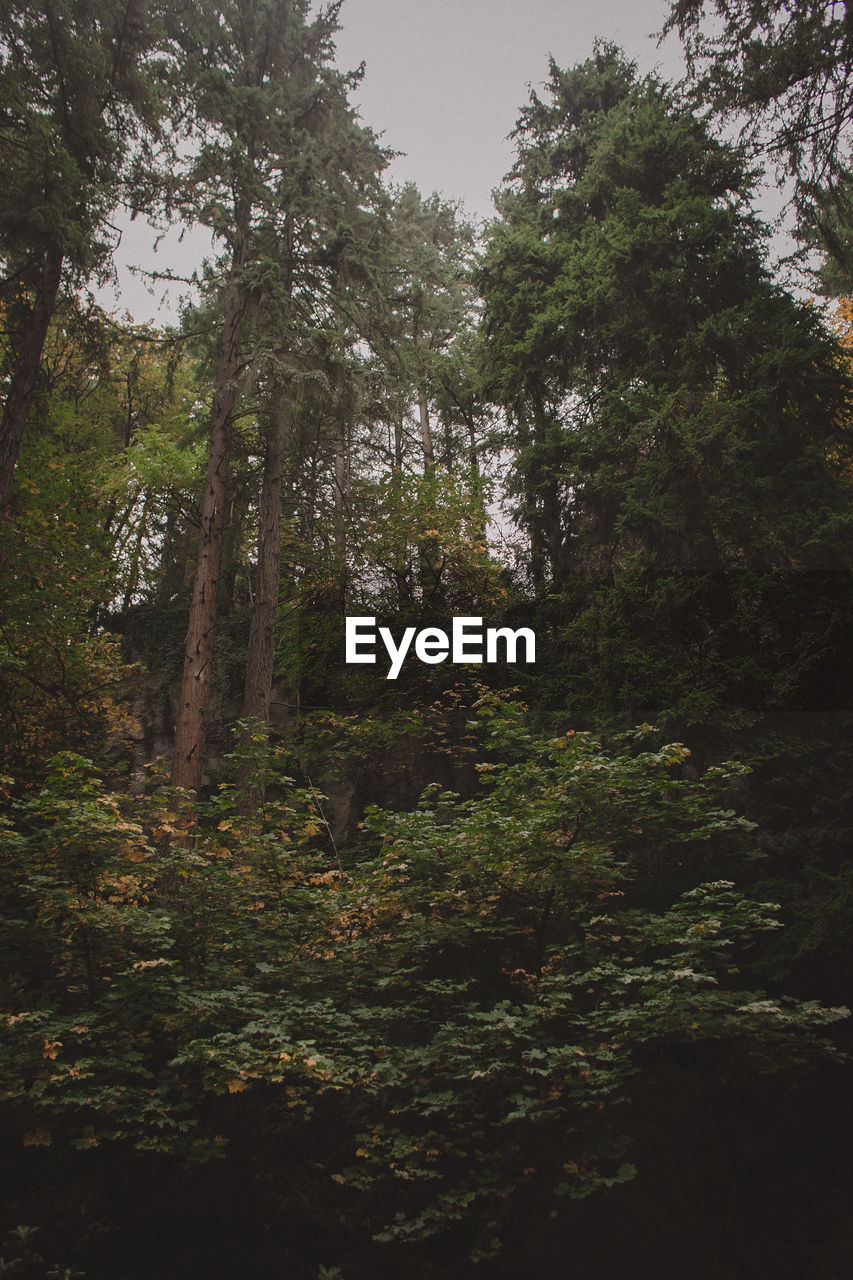 LOW ANGLE VIEW OF TREES AND PLANTS IN FOREST