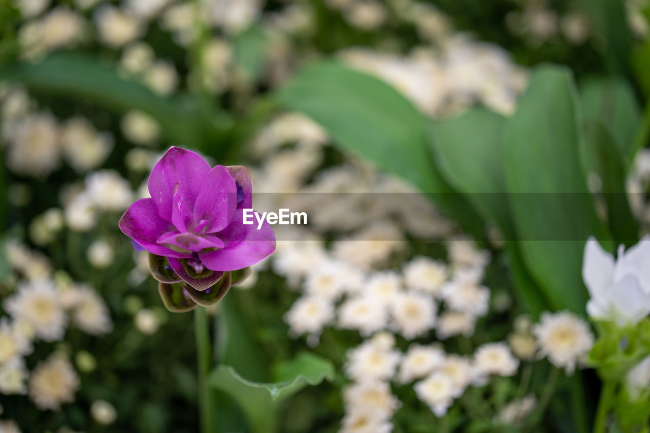 Close-up of pink flowering plant