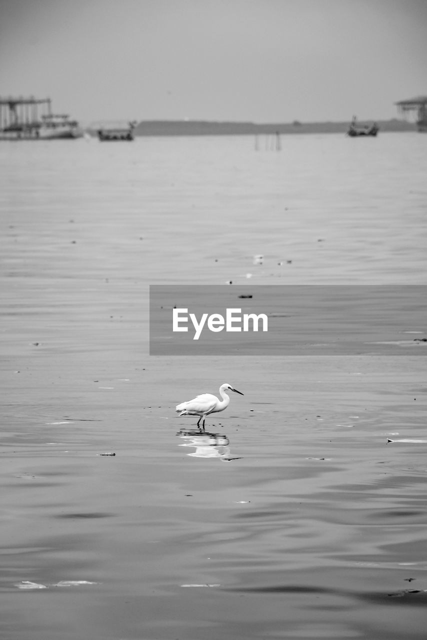 VIEW OF SWANS FLOATING IN SEA