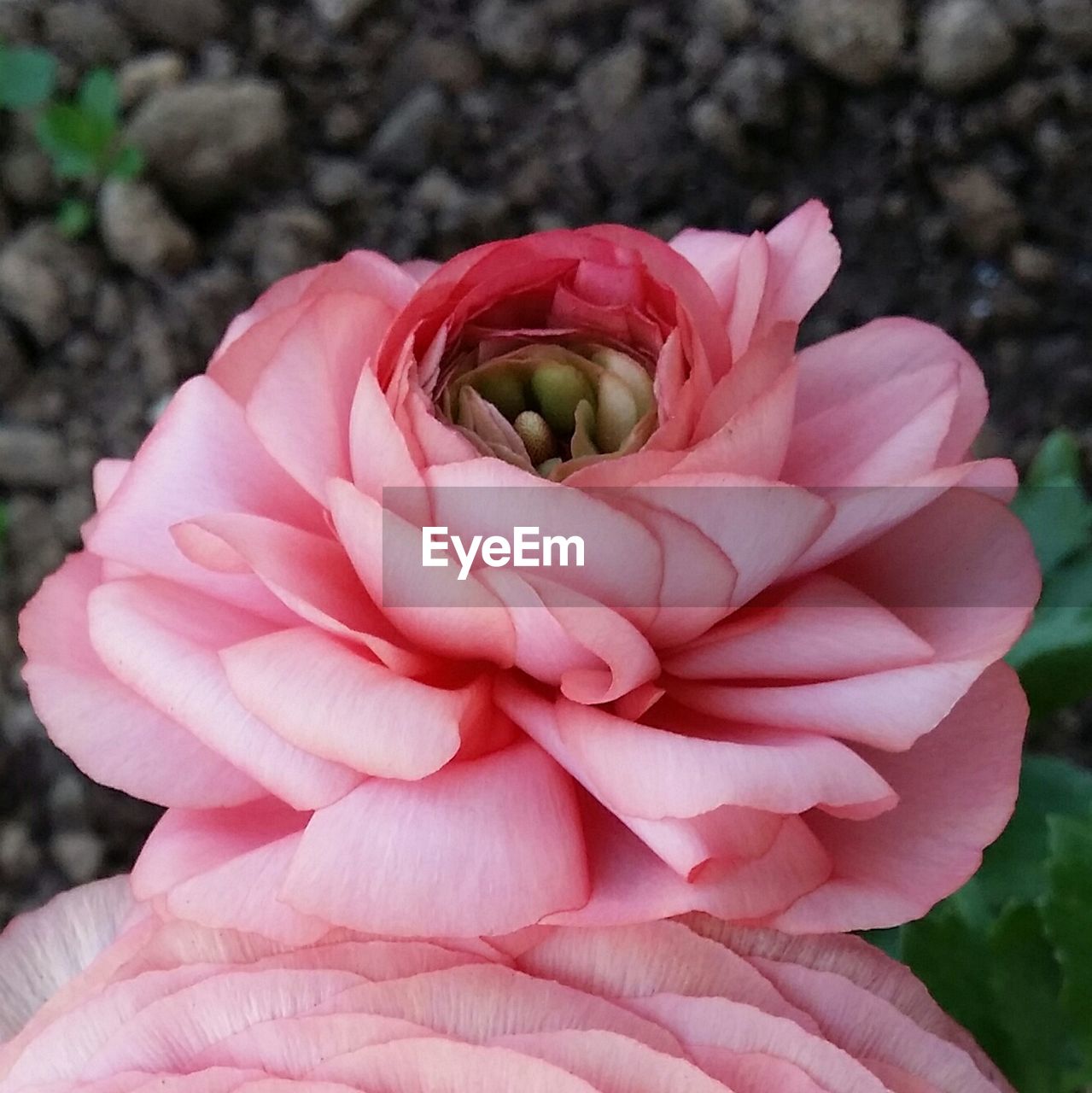 CLOSE-UP OF PINK FLOWER