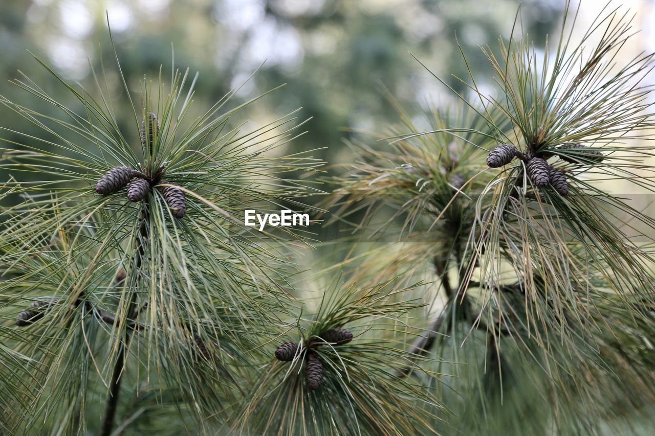 CLOSE-UP OF PINE CONES