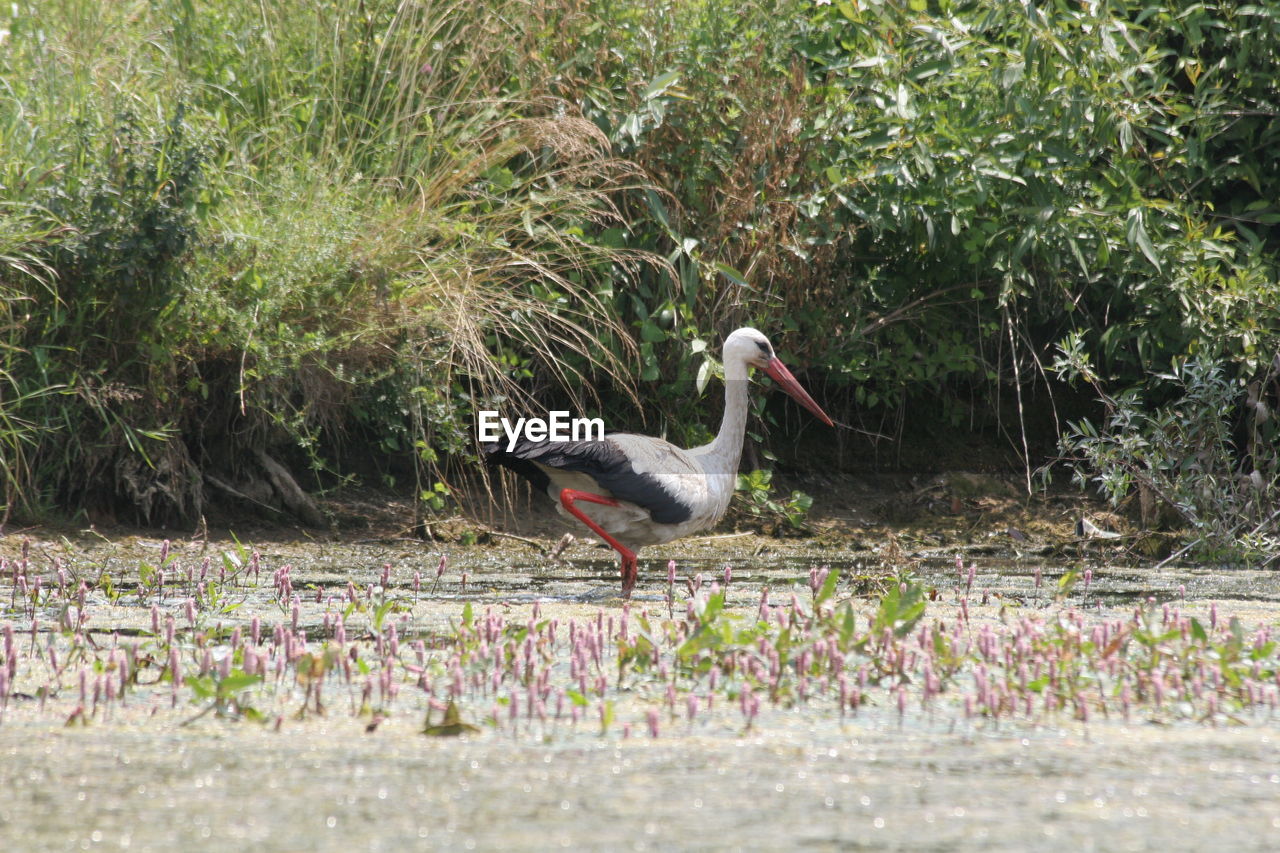 DUCK ON GRASS