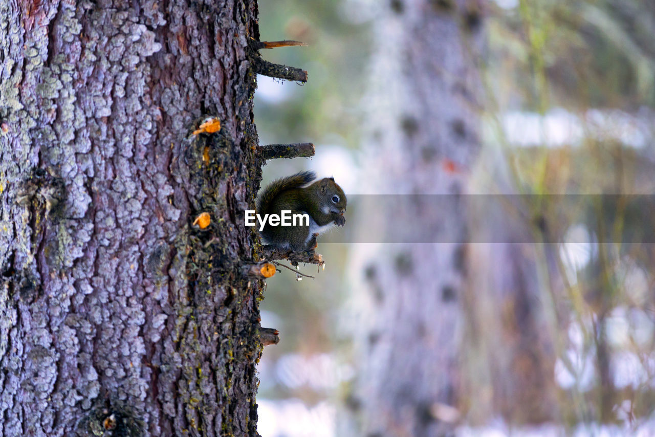 CLOSE-UP OF AN INSECT ON TREE TRUNK