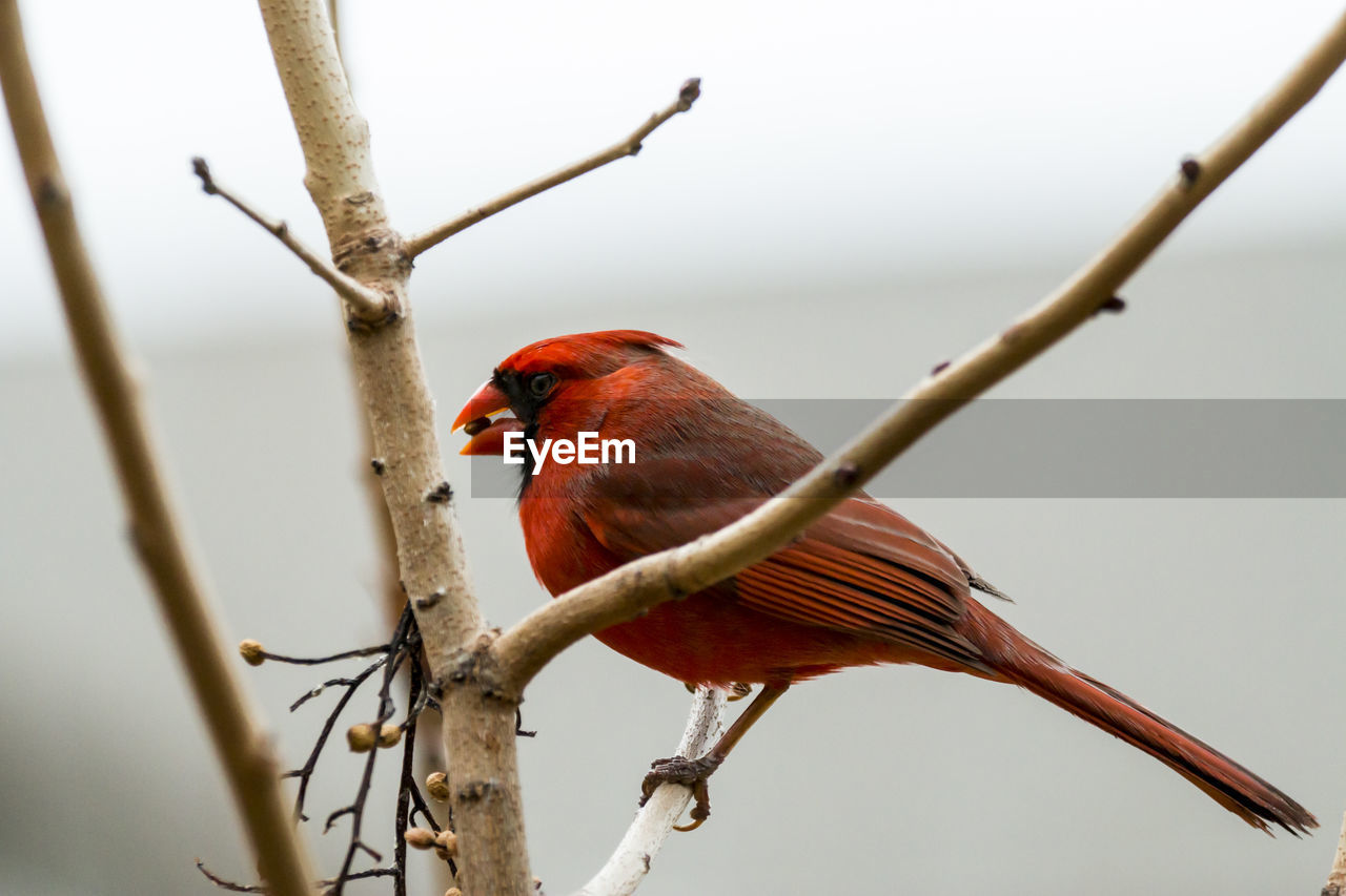 Close-up of northern cardinal perching on bare tree