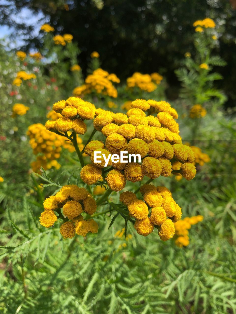 CLOSE-UP OF YELLOW FLOWERS ON PLANT