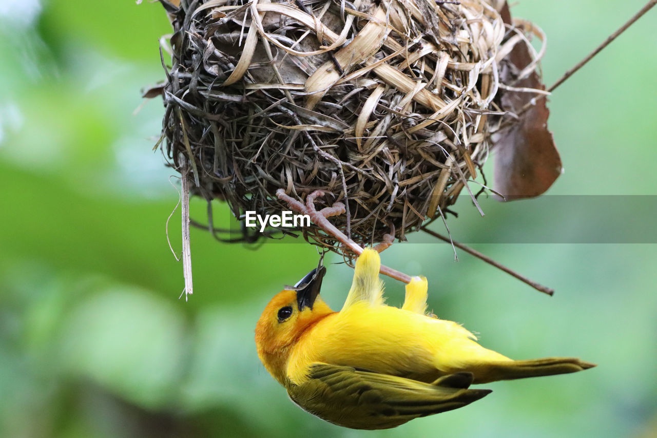 Eastern golden weaver hanging beneath nest