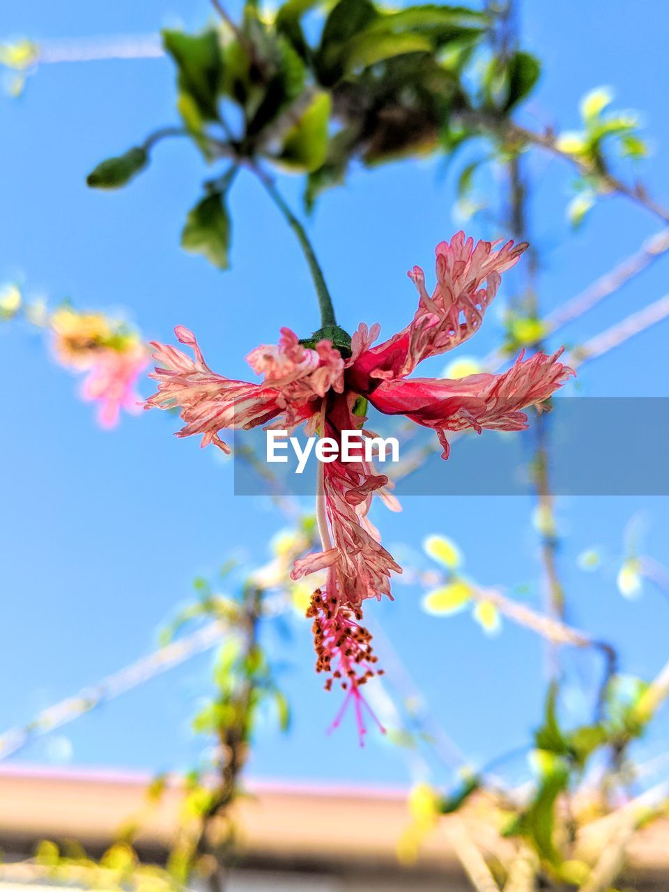LOW ANGLE VIEW OF PINK FLOWERING PLANTS AGAINST SKY