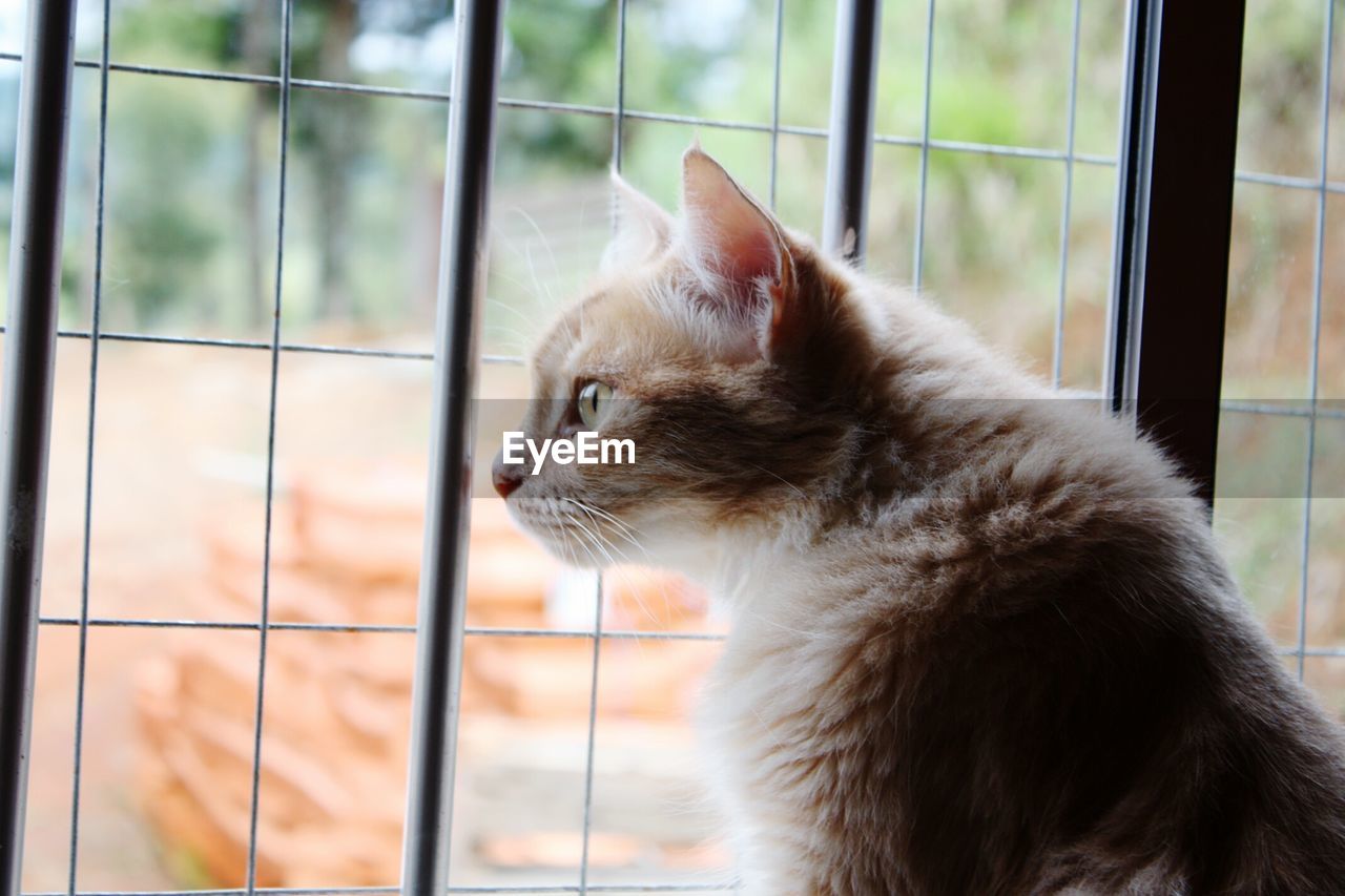 CLOSE-UP OF CAT SITTING WINDOW