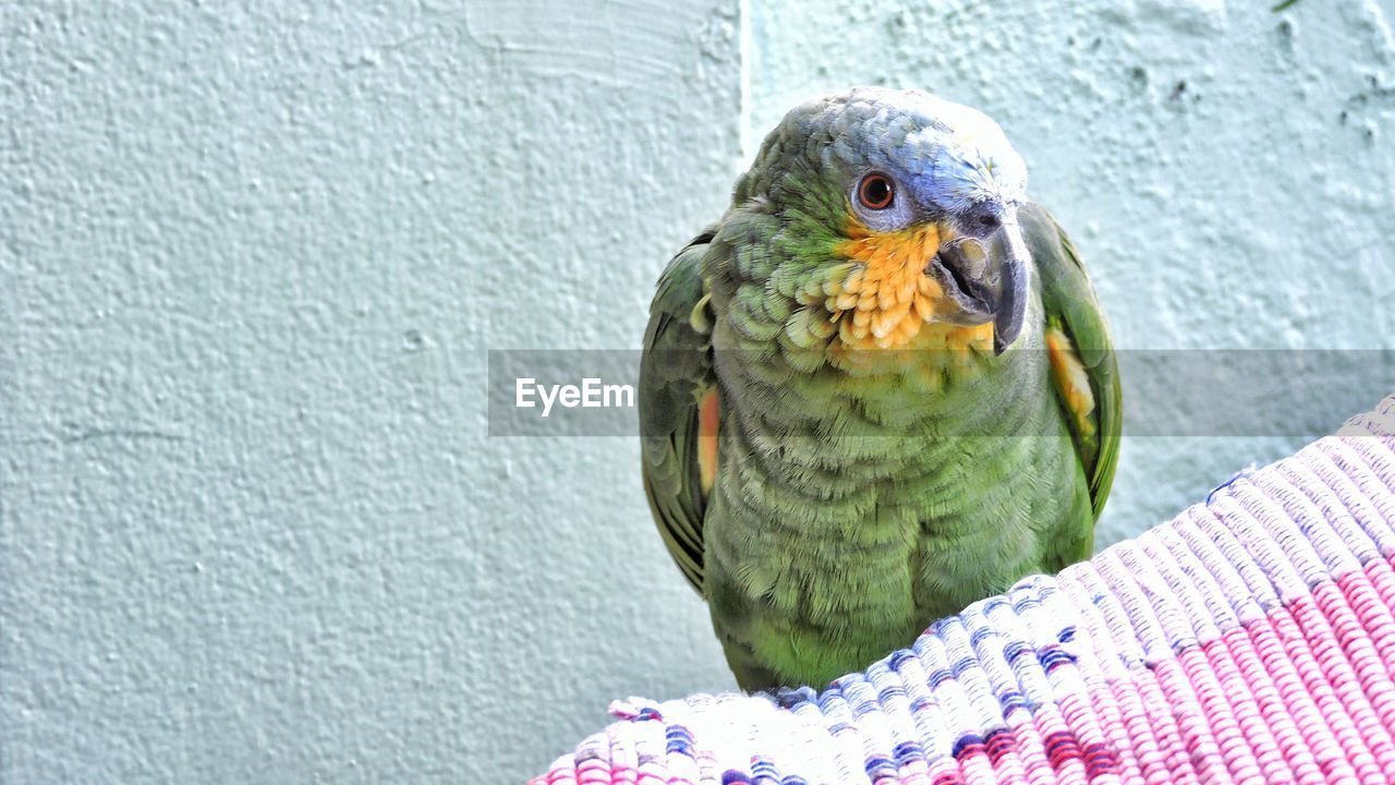 CLOSE-UP OF PARROT PERCHING