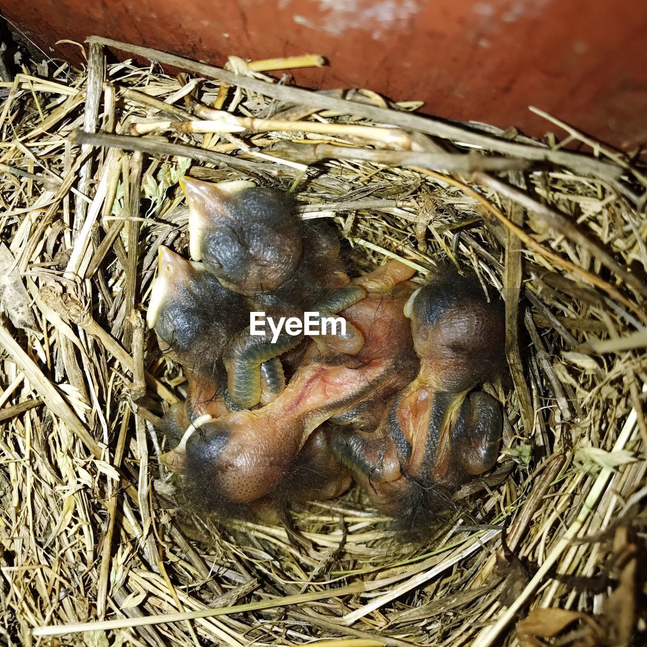 CLOSE-UP OF PIGEON IN NEST ON HAY