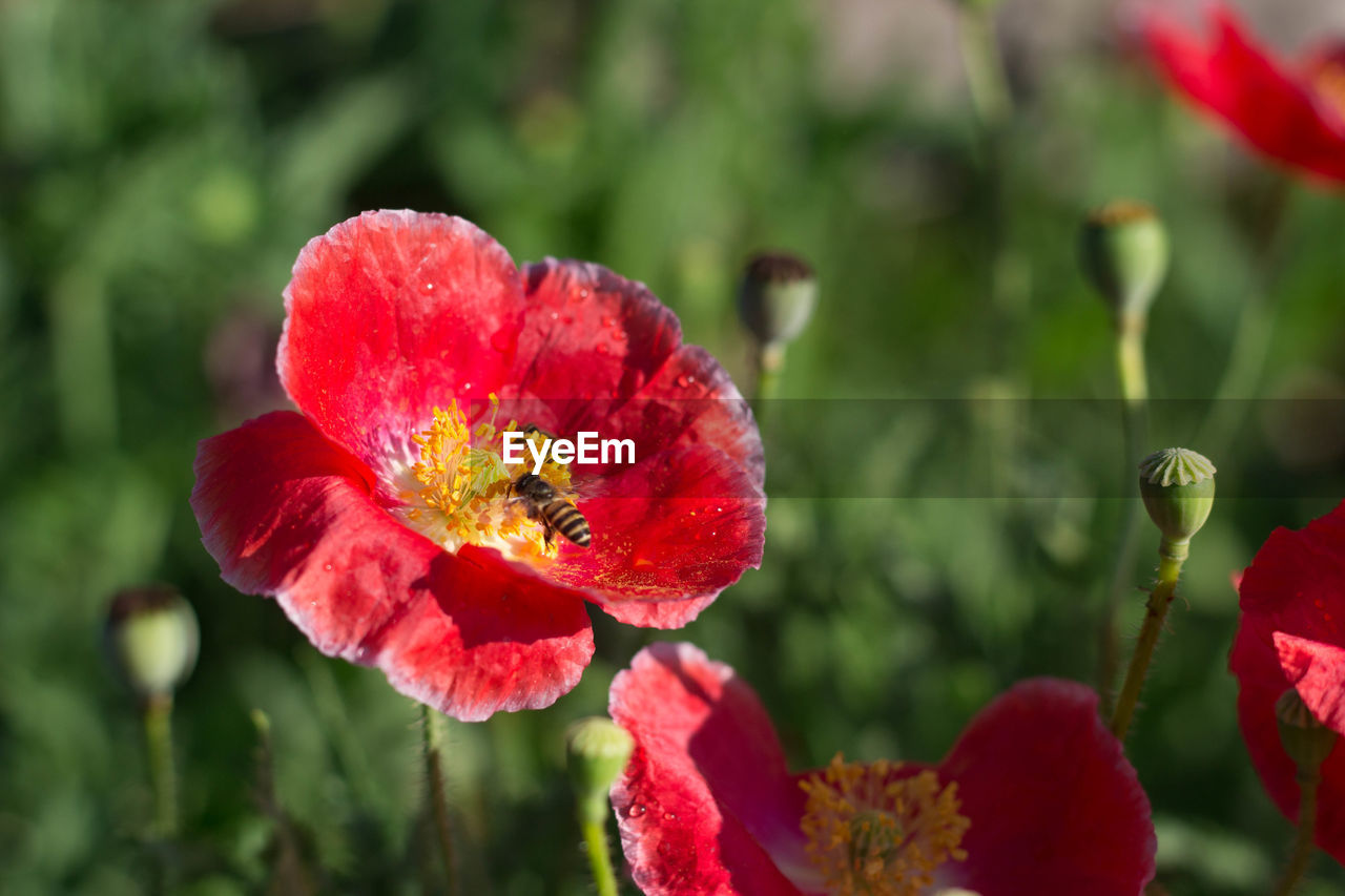 Close-up of red poppy