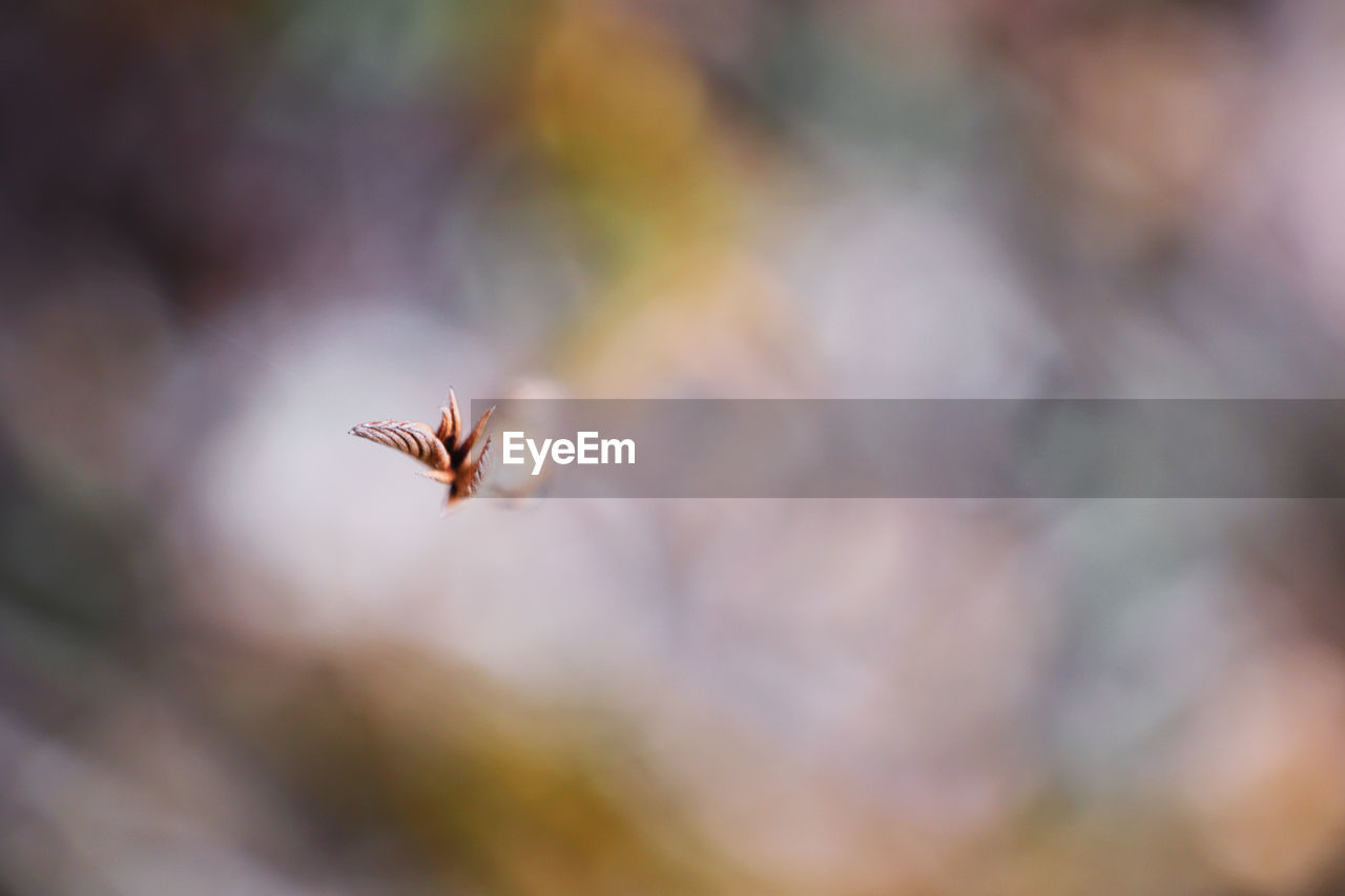 Beautiful Beautiful Nature Buds Flowers,Plants & Garden Life Tree Wonderful Beauty In Nature Beauty In Nature Blooming Blossom Bokeh Bud Close-up Day Fragility Freshness Garden Nature No People Outdoors Spring Springtime Twig Wonderful Nature