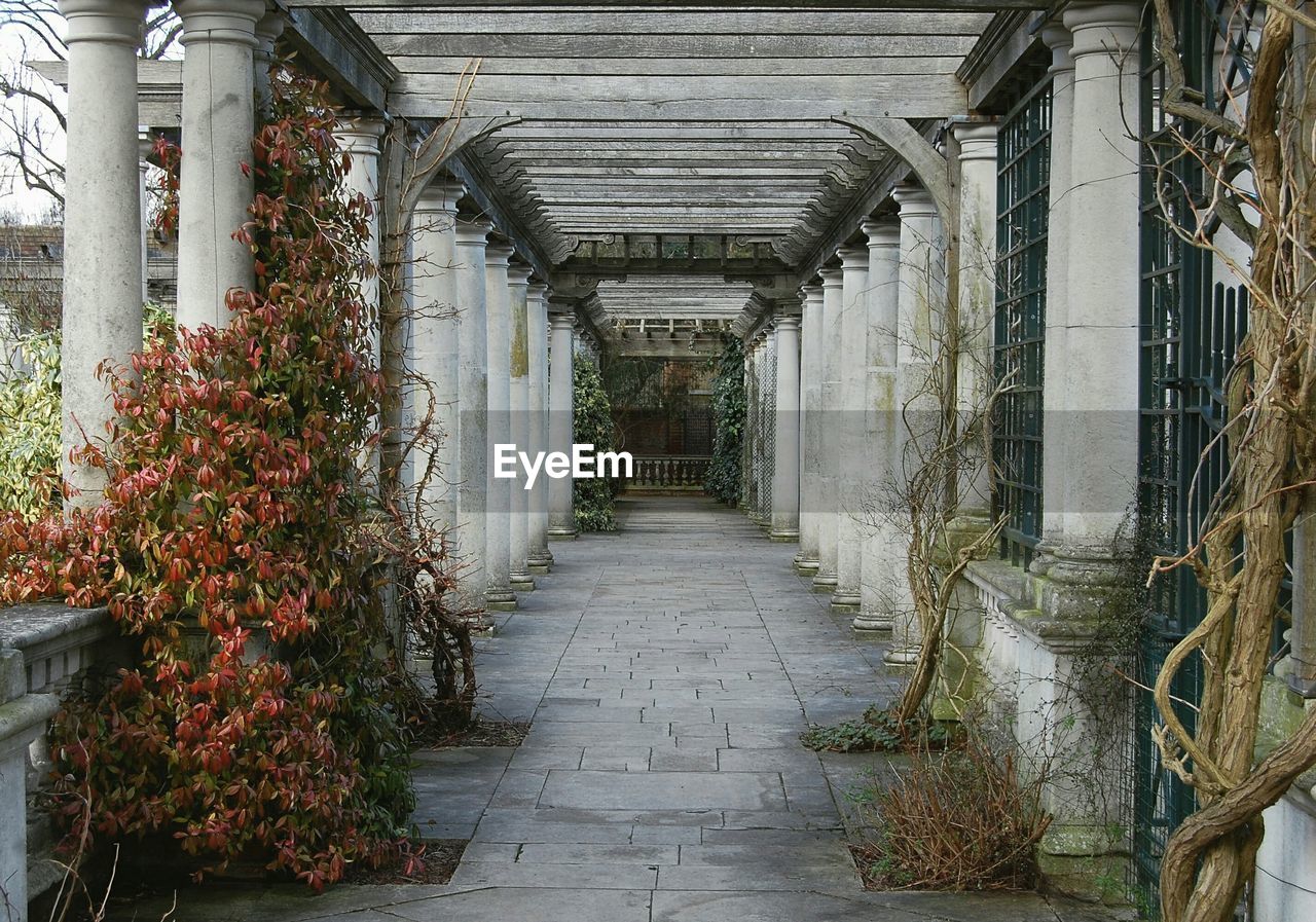 Walkway amidst plants