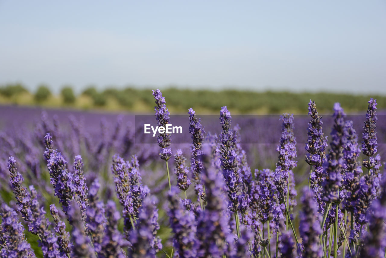 CLOSE-UP OF LAVENDER FLOWERS GROWING IN FIELD
