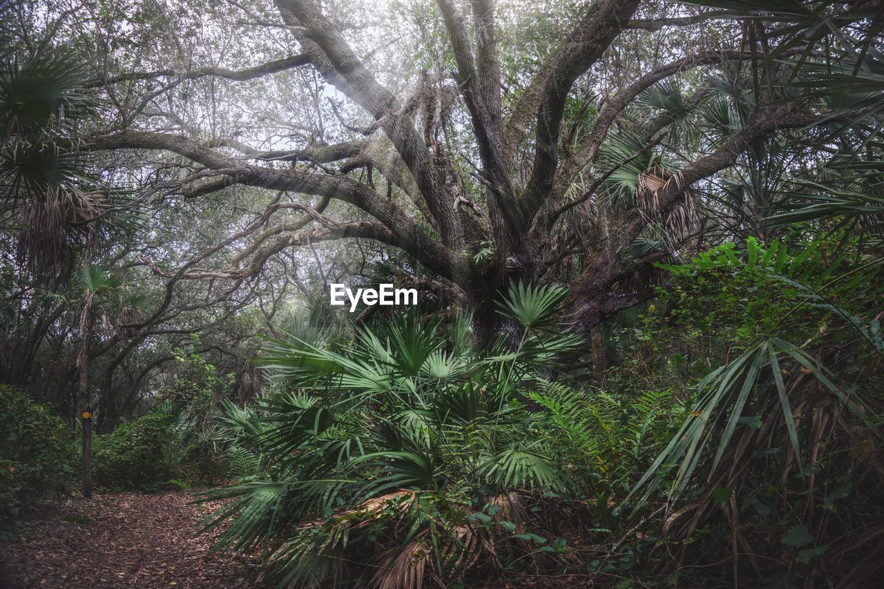 Low angle view of sunlight streaming through trees at delray oaks natural area