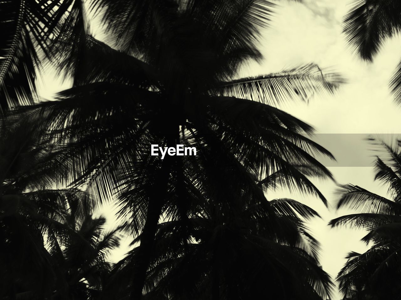 LOW ANGLE VIEW OF PALM TREES AGAINST THE SKY