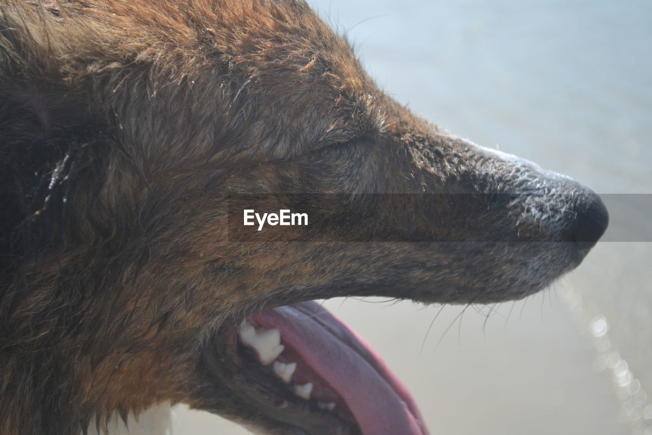 CLOSE-UP OF A DOG LOOKING AWAY OUTDOORS