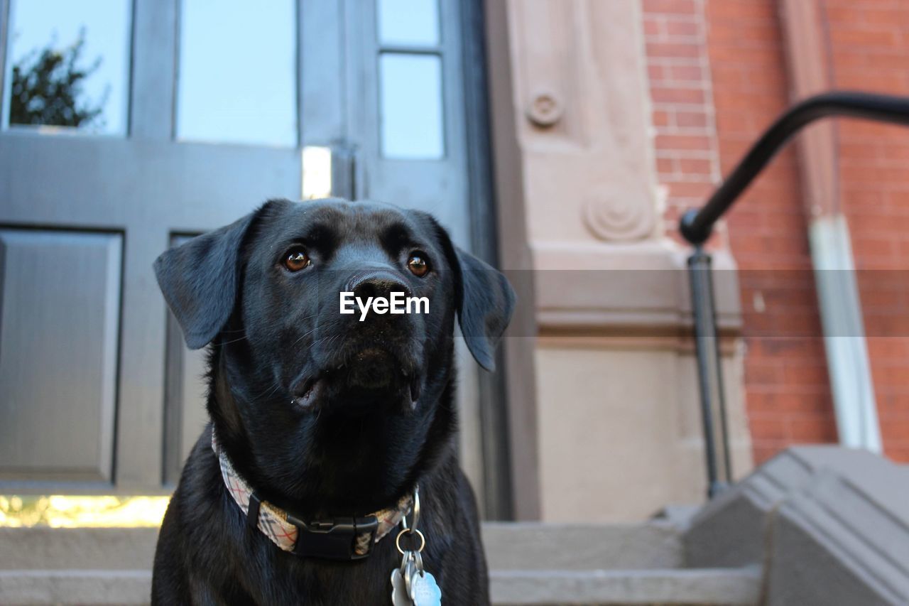 PORTRAIT OF DOG LOOKING THROUGH CAMERA