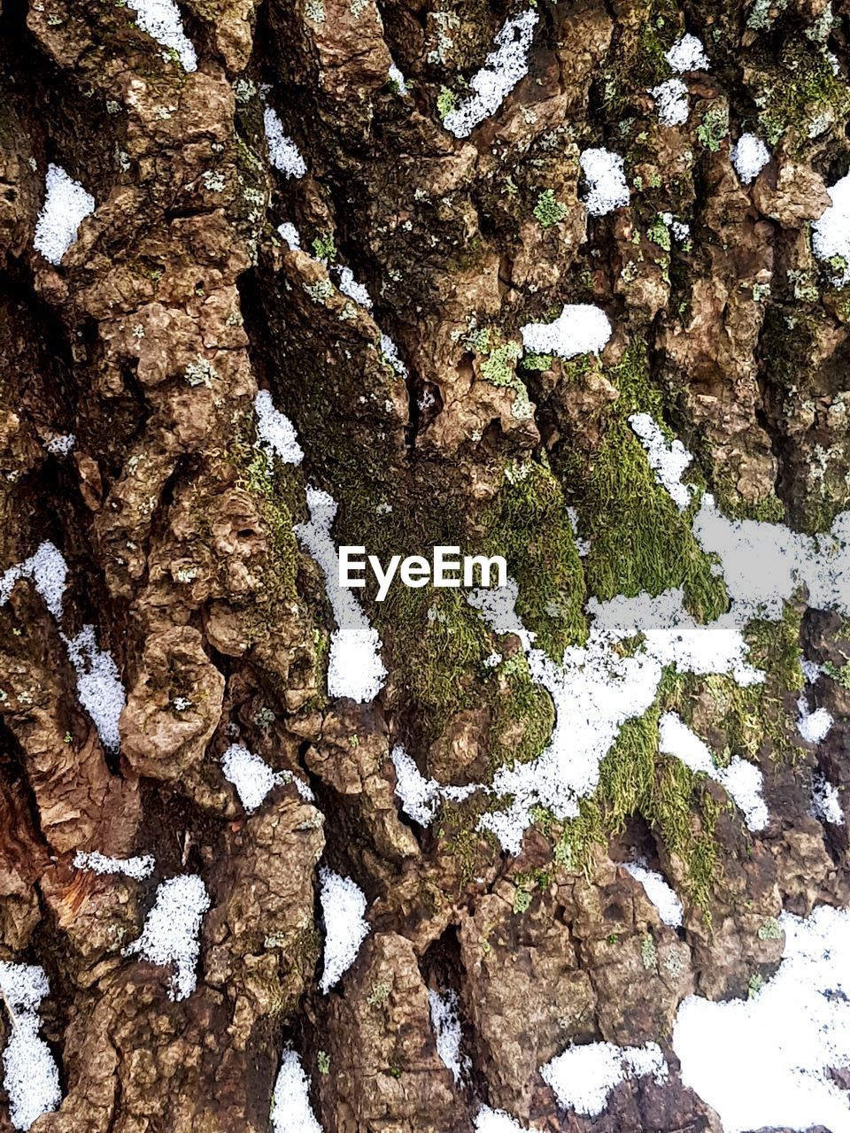 FULL FRAME SHOT OF TREE TRUNK ROCK