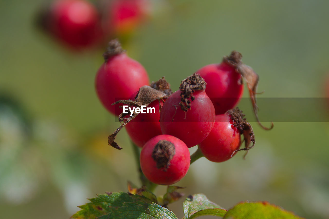 fruit, food, healthy eating, food and drink, red, rose hip, macro photography, freshness, plant, close-up, nature, flower, focus on foreground, wellbeing, berry, no people, tree, growth, blossom, plant part, leaf, produce, day, outdoors, branch, ripe, hawthorn, beauty in nature, selective focus, shrub, agriculture, juicy