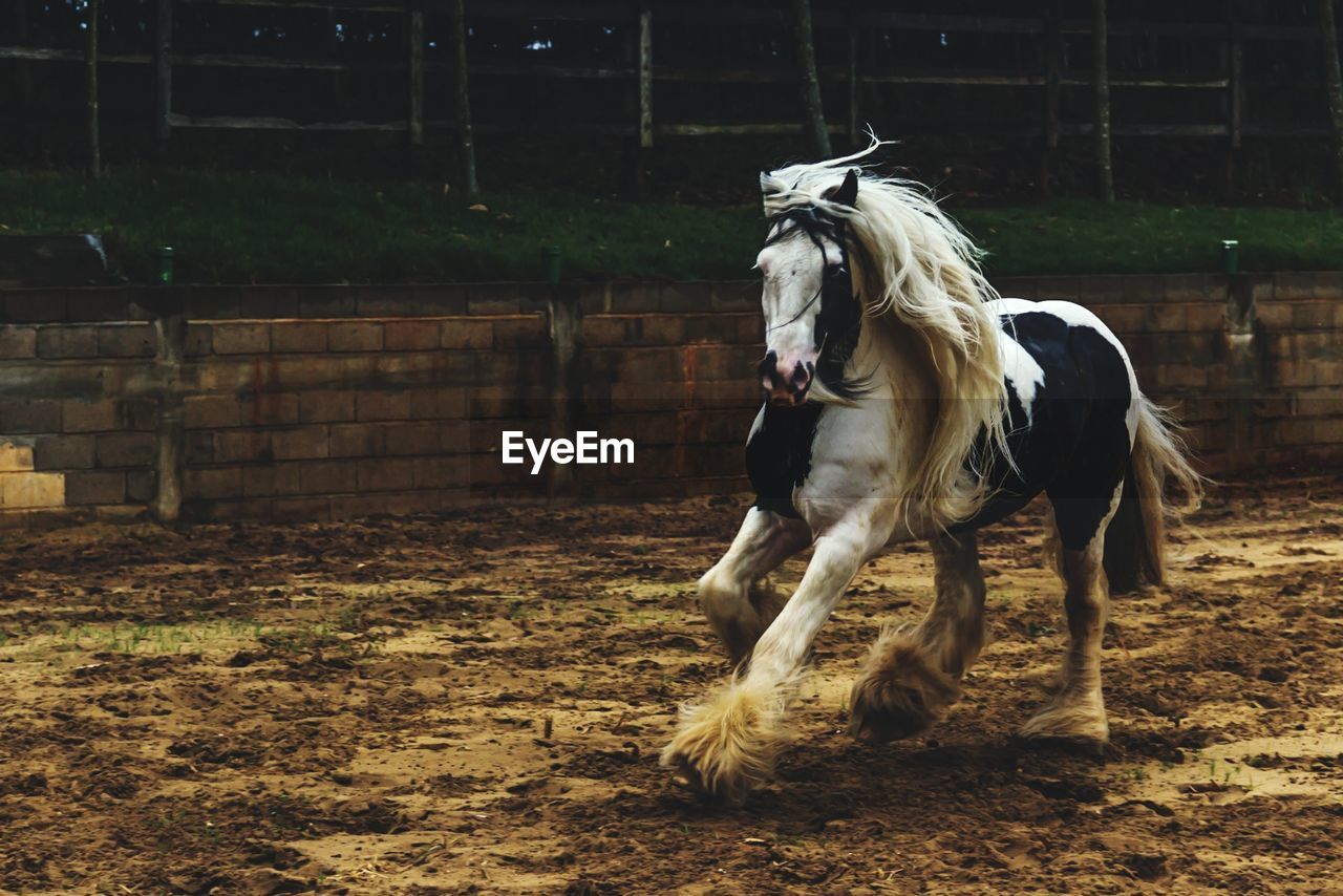 Horse running on field