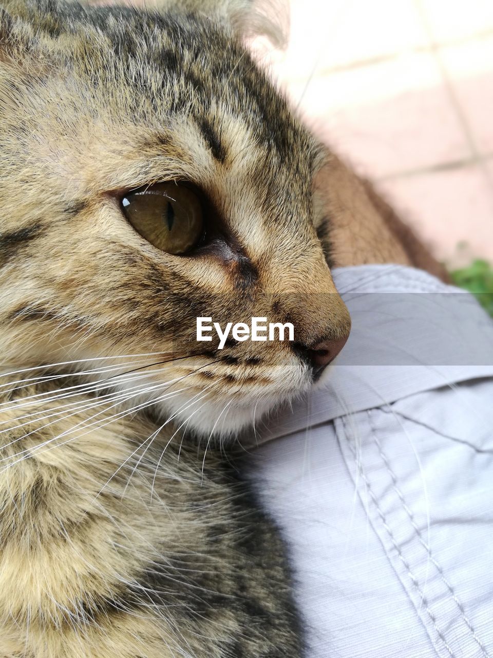 CLOSE-UP PORTRAIT OF CAT WITH HAND