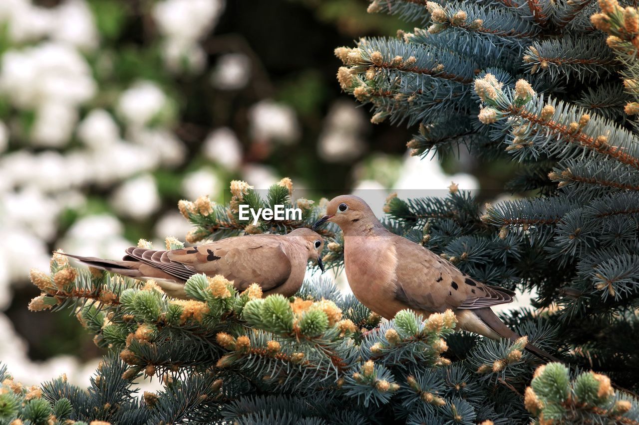 Close-up of birds perching on pine tree