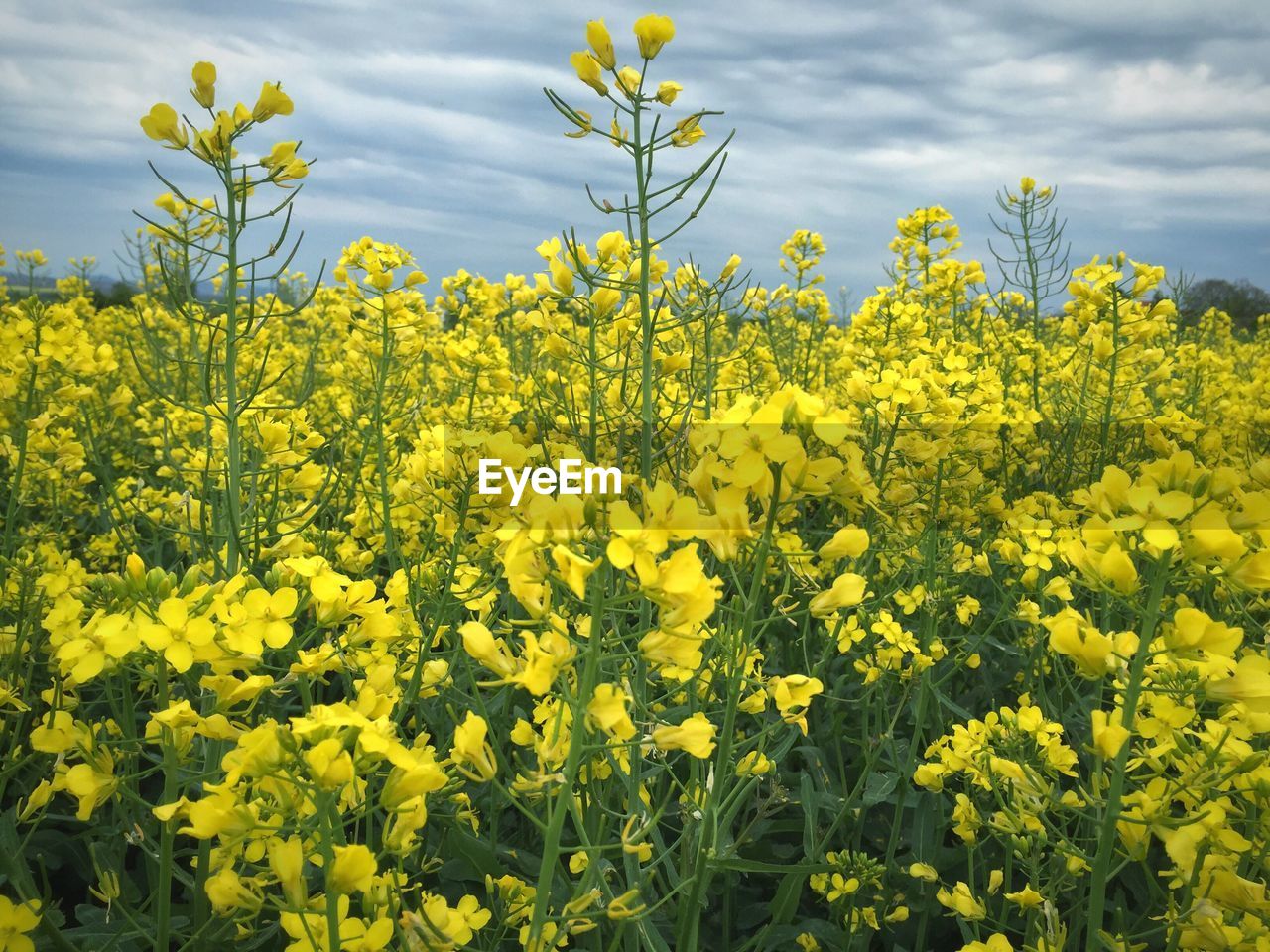 Yellow flowers growing in field