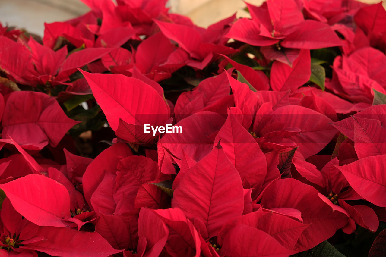 Red poinsettia, traditional colourful holiday pot plants, for sale in a garden centre. 