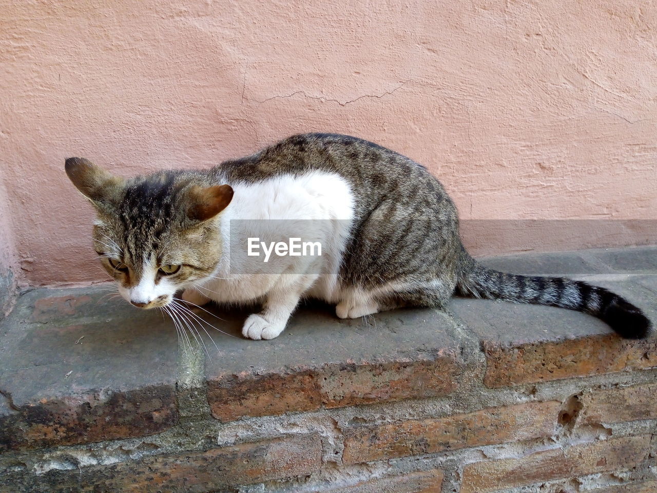 CAT SITTING ON WALL