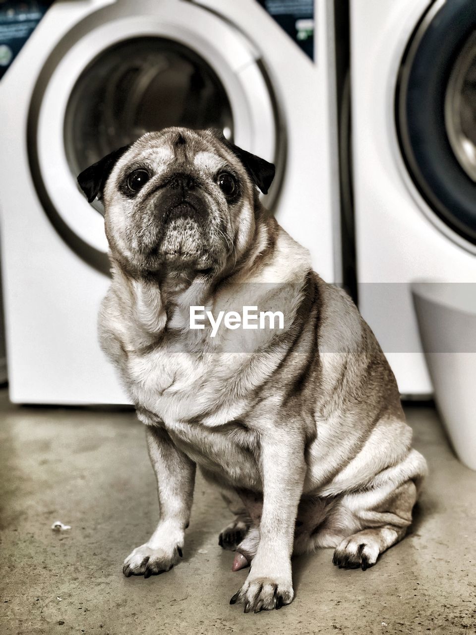 PORTRAIT OF A DOG SITTING ON FLOOR