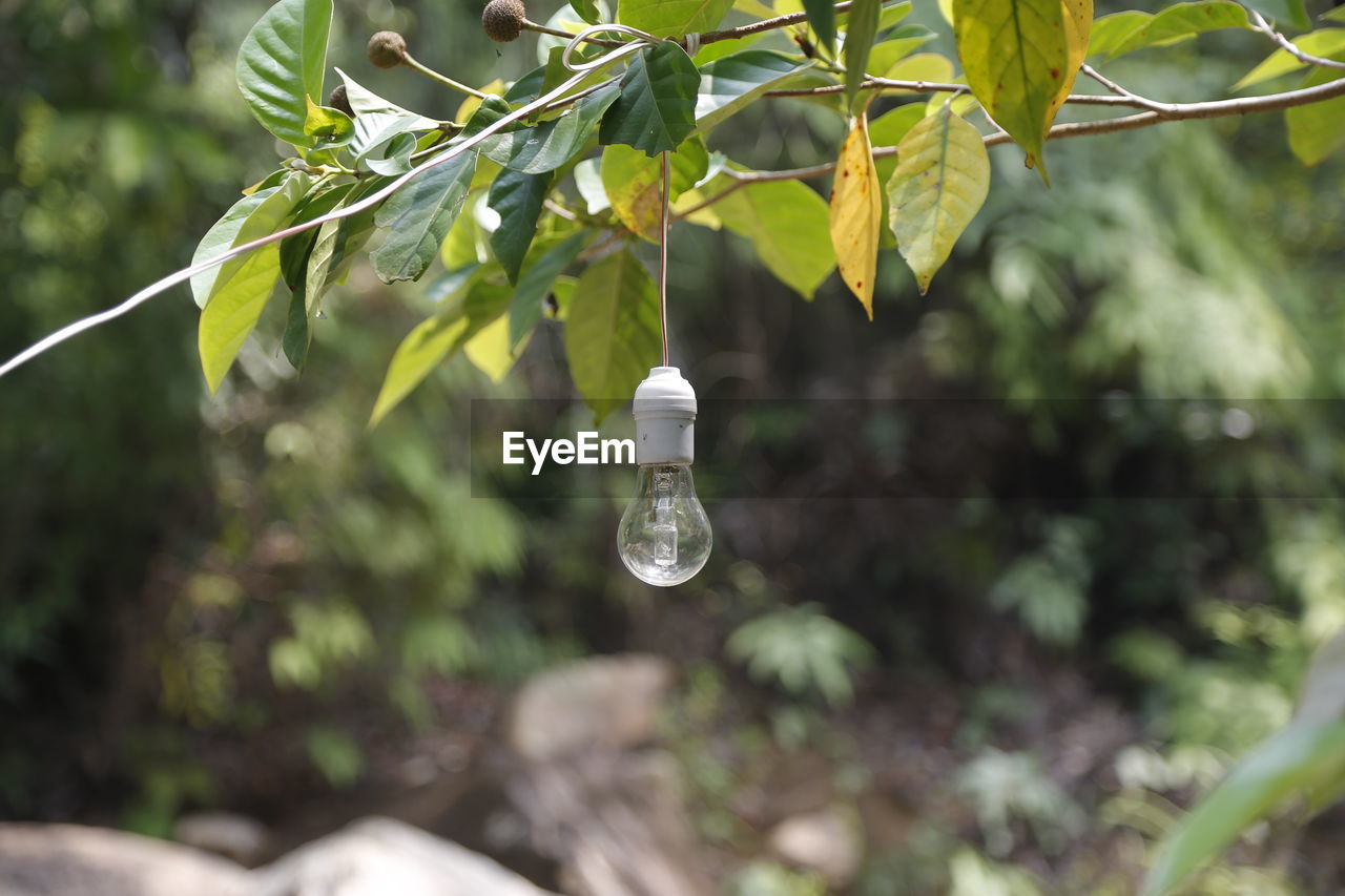 Light bulb hanging from branch