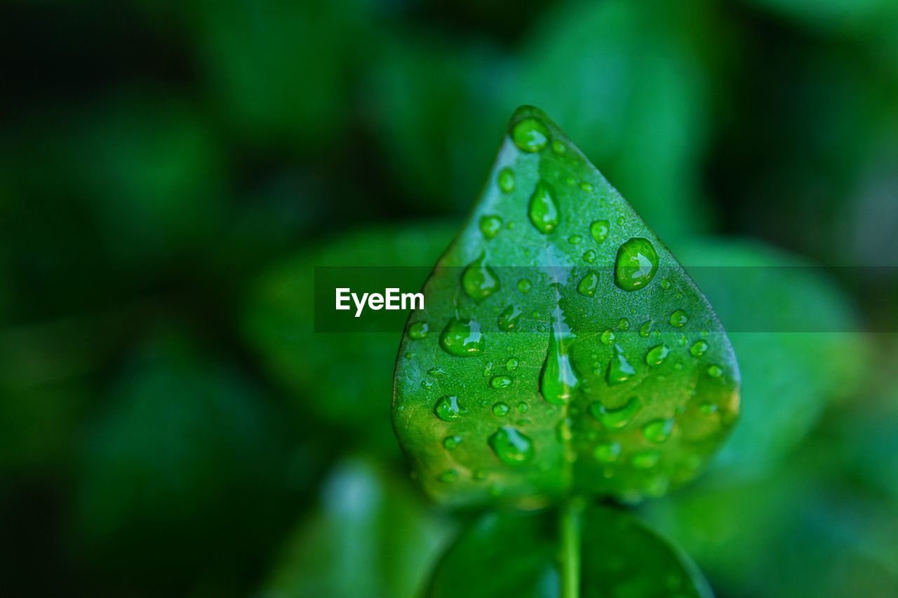 Close-up of raindrops on leaf