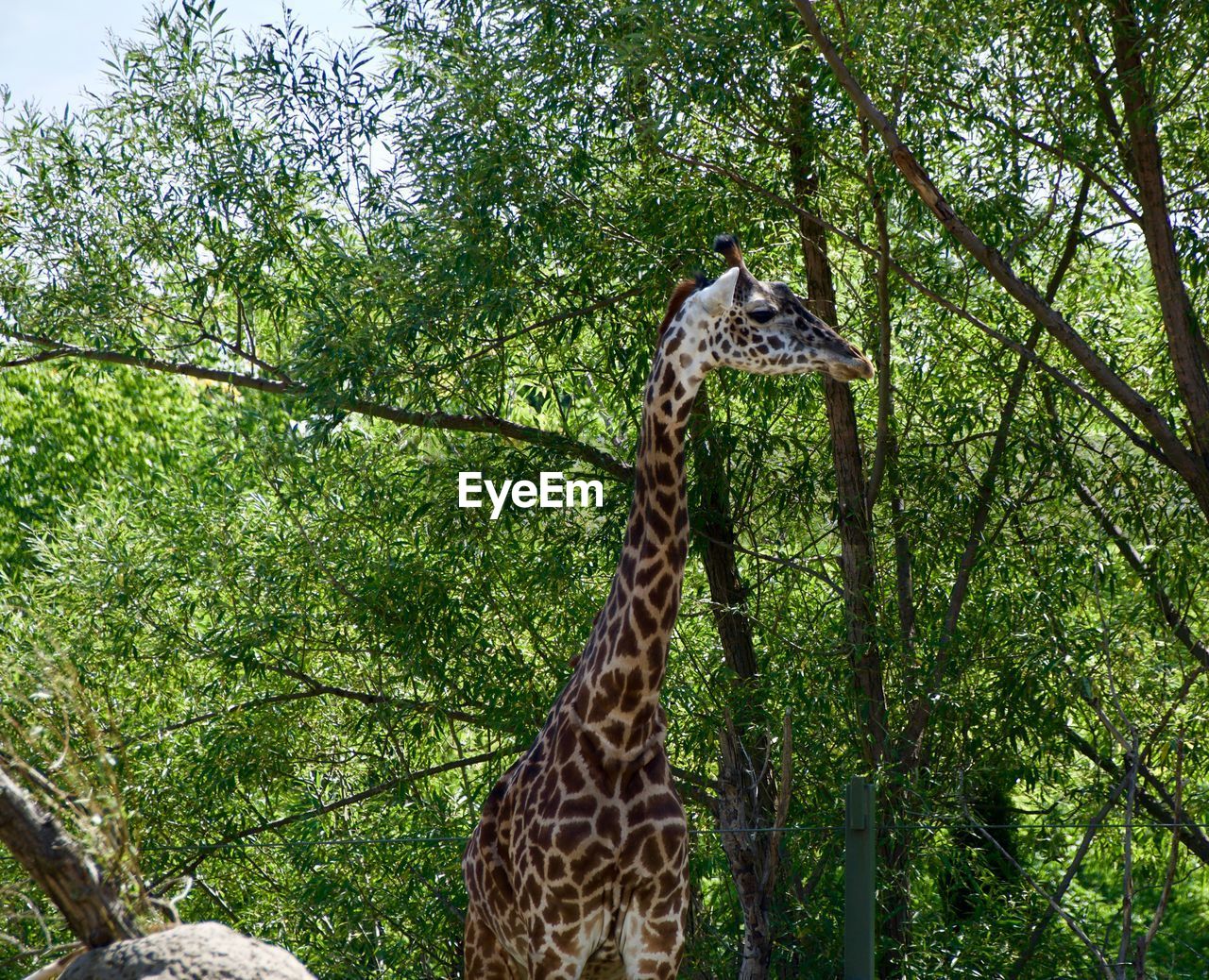 VIEW OF A BIRD ON A TREE