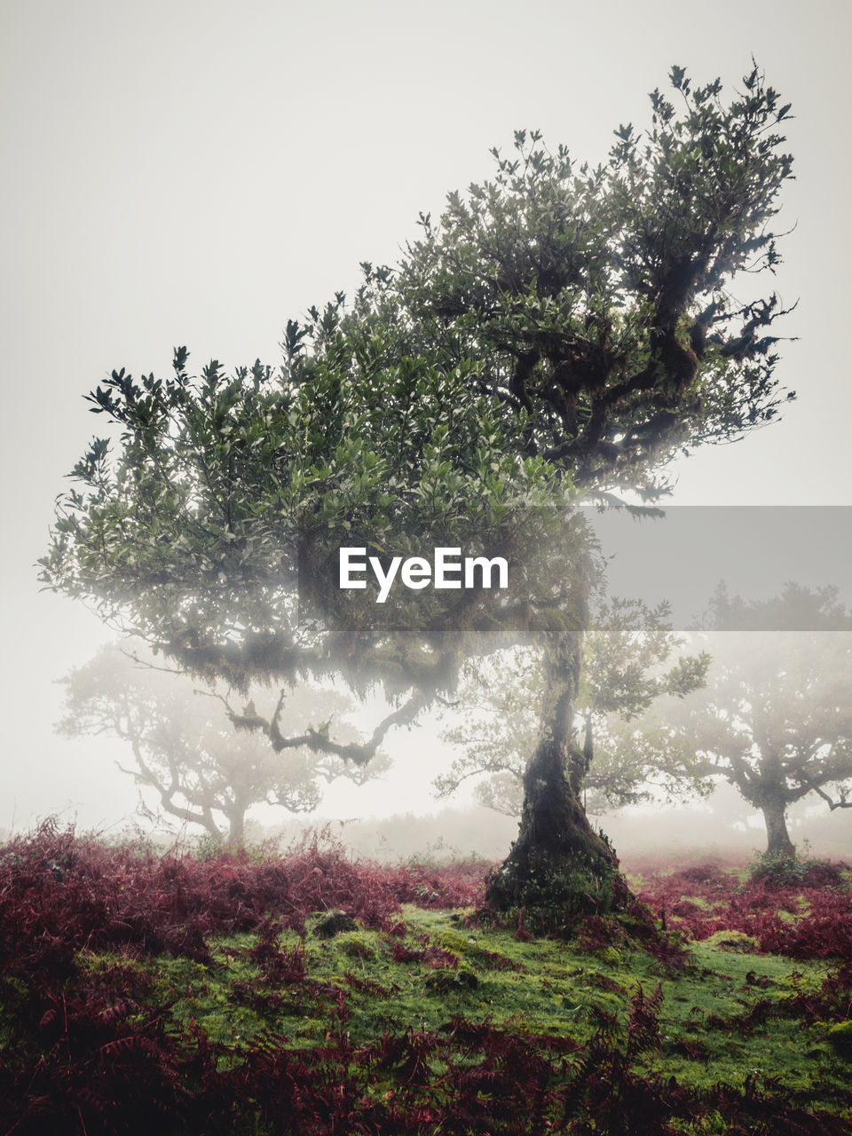 Low angle view of trees on field against fog