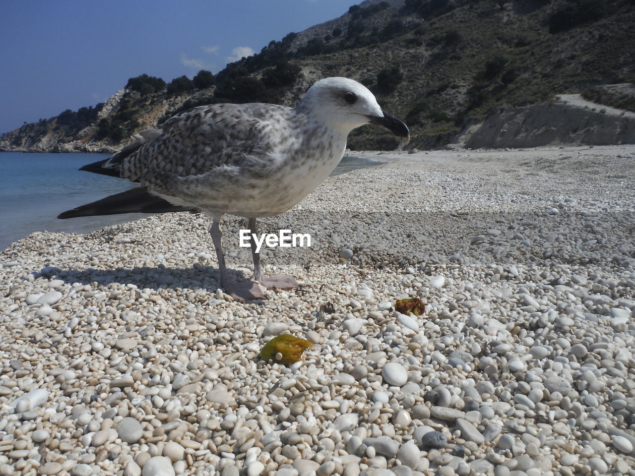 Close-up of bird perching at beach against sky