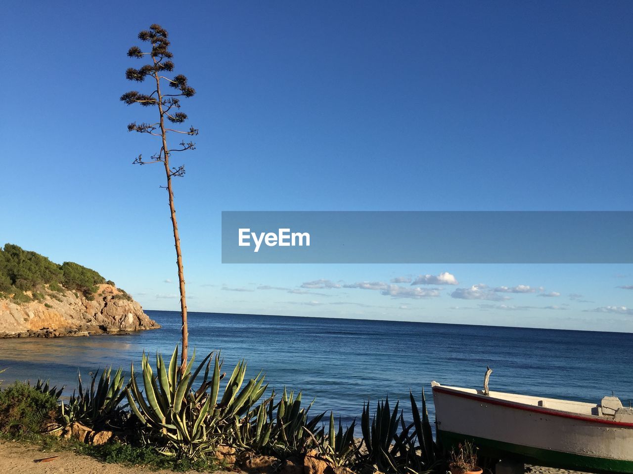 Trees and plants growing by sea against blue sky