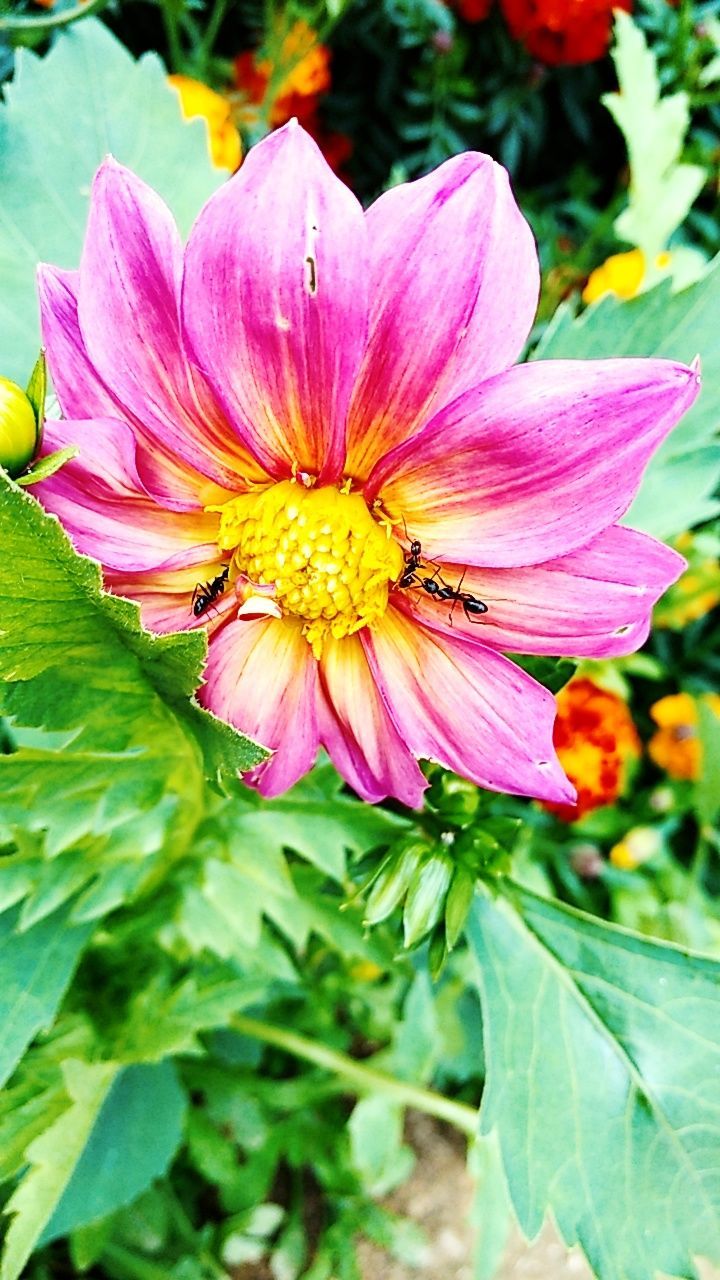 CLOSE-UP OF HONEY BEE ON PINK FLOWER