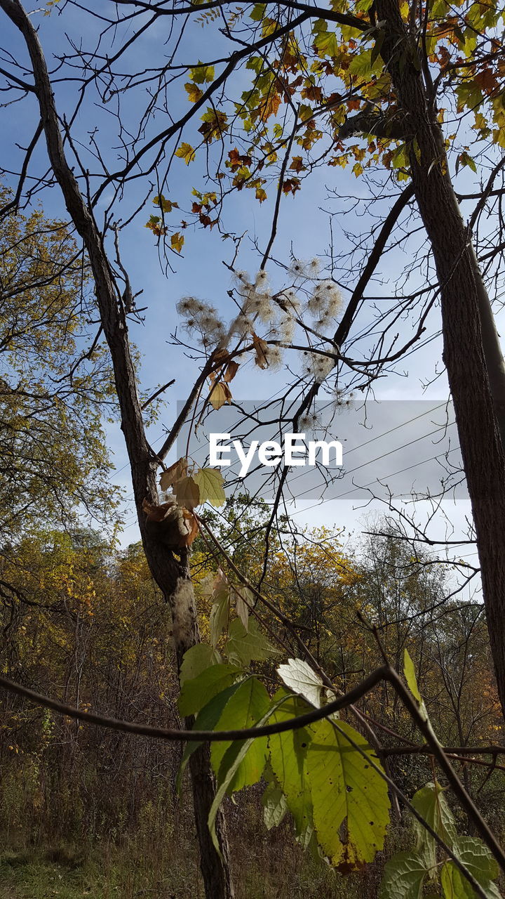 LOW ANGLE VIEW OF PERCHING ON TREE AGAINST SKY