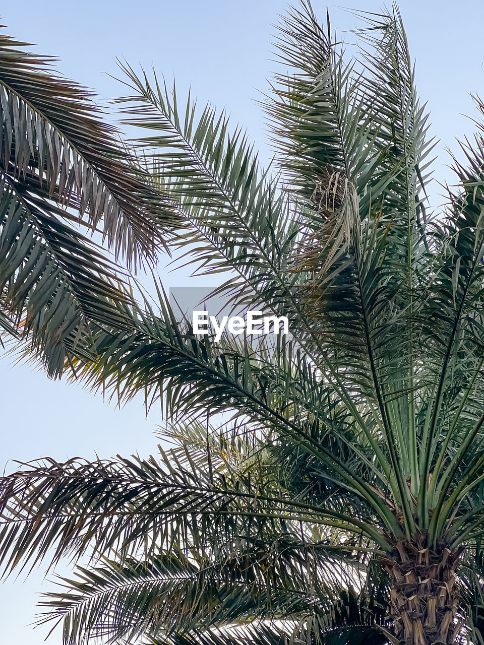 tree, plant, palm tree, tropical climate, palm leaf, nature, growth, leaf, sky, beauty in nature, no people, date palm, borassus flabellifer, branch, low angle view, day, outdoors, date palm tree, plant part, green, tranquility, clear sky, tropical tree