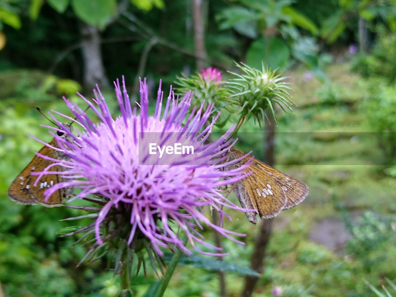 CLOSE-UP OF THISTLE FLOWERS