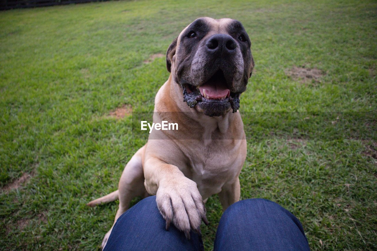 High angle view of dog sitting on grass