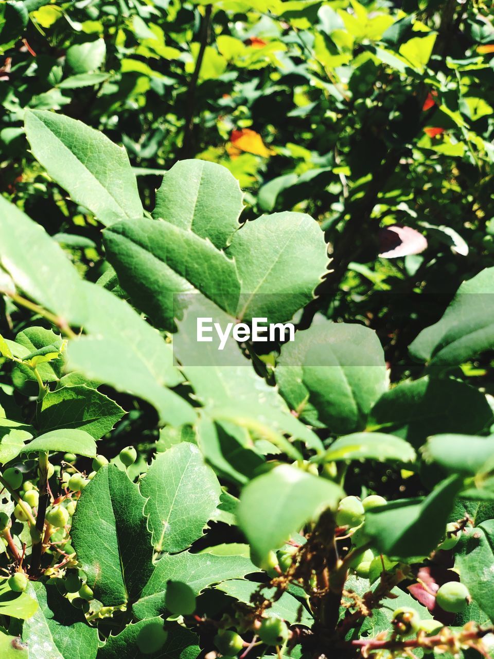 CLOSE-UP OF FRESH GREEN PLANT