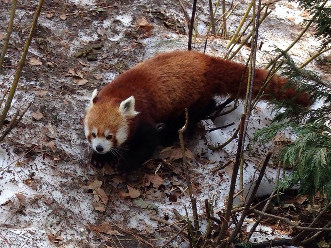 Red panda walking in field