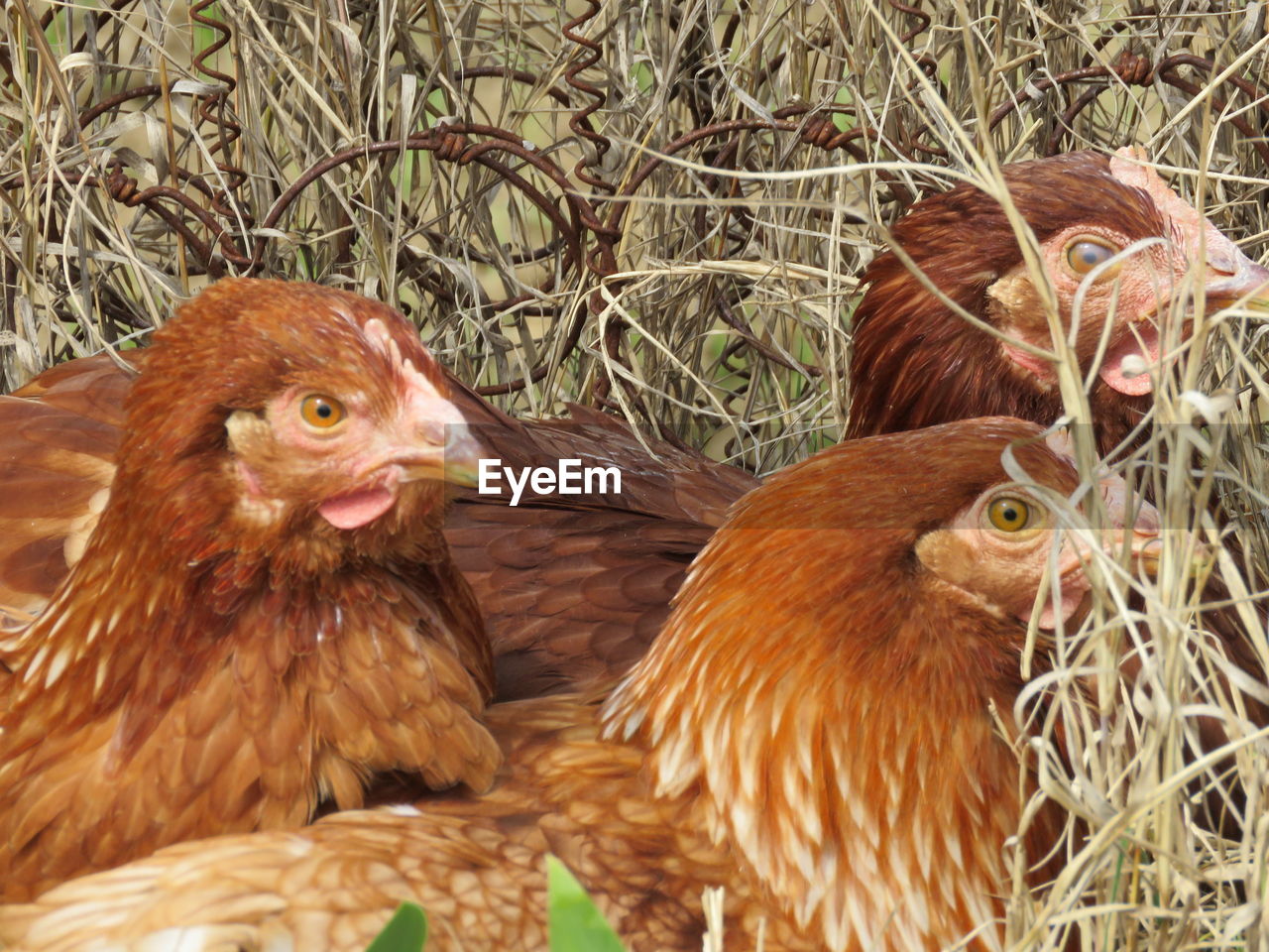 CLOSE-UP OF BIRDS IN A FIELD