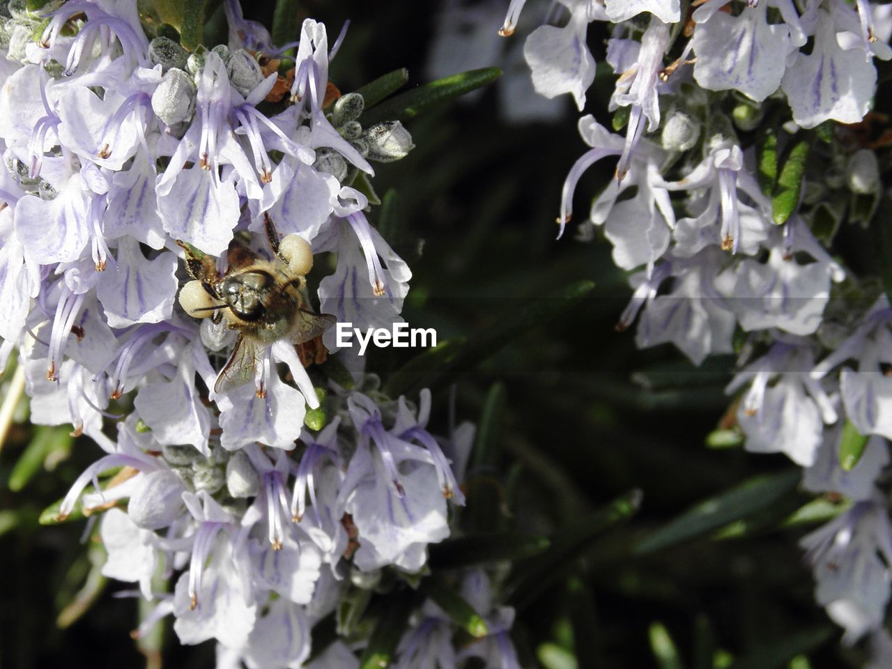 CLOSE-UP OF PLANT