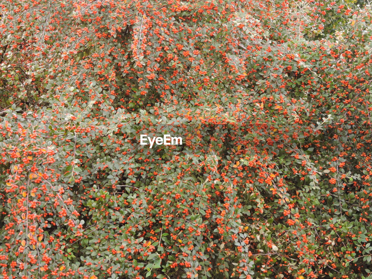 FULL FRAME SHOT OF RED FLOWERS