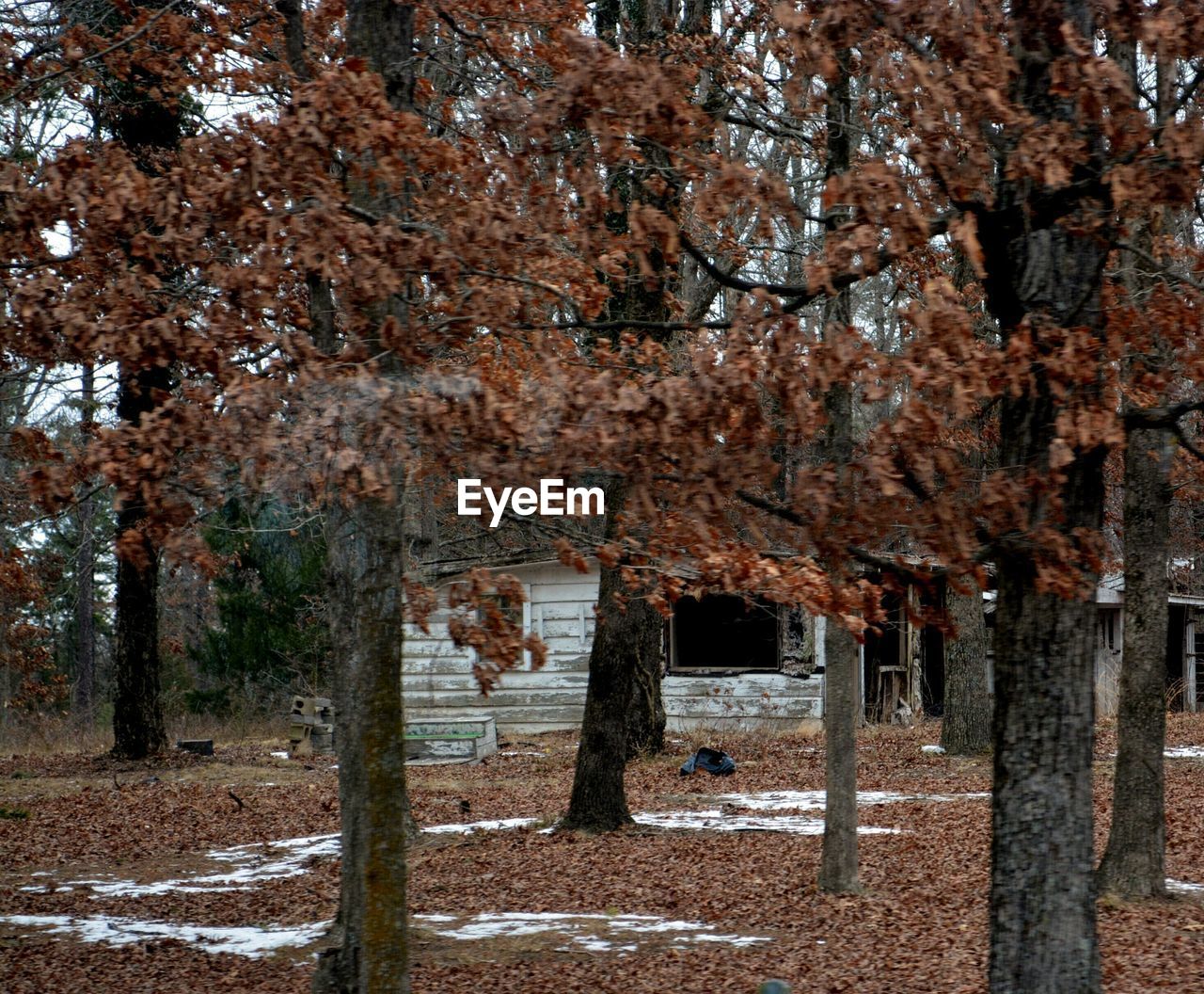 TREES IN PARK