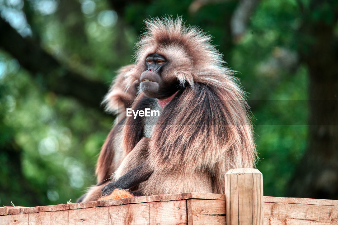 Gelada monkeys of the wild place project